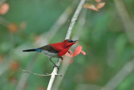 Crimson Sunbird Catching on best perch