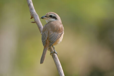 Brown Shirke ,Bird on best perchの写真素材