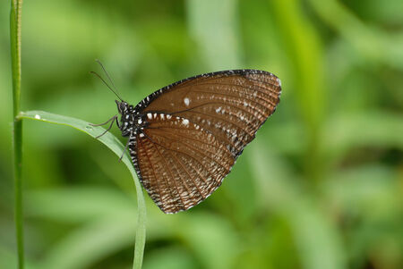 Common palmfly ,Butterfly on green leave