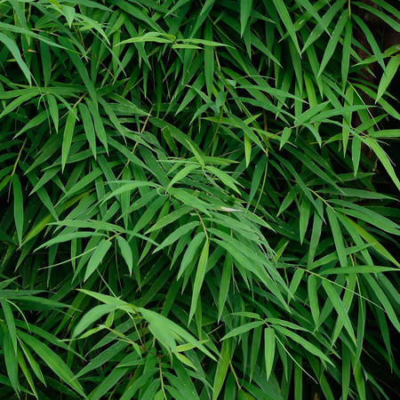 Bamboo leaves for backgroundの写真素材