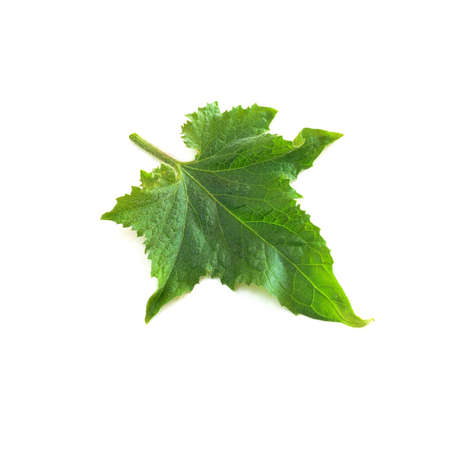 Pumpkin leaves