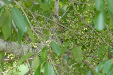 Olive Bulbul on branch