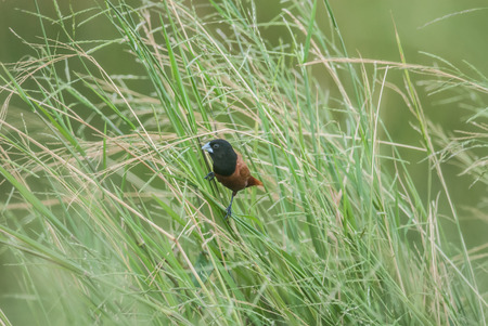 Chestnut Munia, Brown bird on grassの写真素材