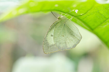 Butterfly catch under leaves, Mottled Emigrantの写真素材