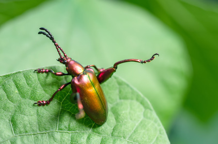 Sagra femorata purpurea (Lichtenstein, 1795) or Tricolor Big-legged Beetle on green leavesの写真素材