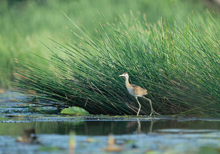 Beautiful bird in the pond (Bronze-winged Jacana ,Juvenile bird) Simply bird prey in the pondの写真素材