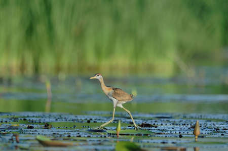 Beautiful bird in the pond (Bronze-winged Jacana ,Juvenile bird) Simply bird prey in the pondの写真素材