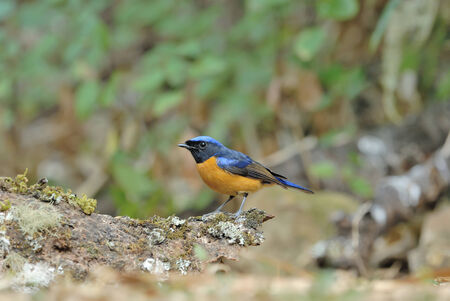Bird on the best perch (Rufous-bellied Niltava) in Chiangmai Thailandの写真素材