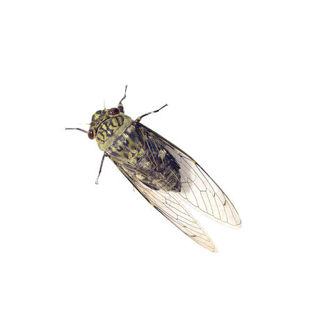 Creature ,Beautiful green cicada in white backgroundの写真素材