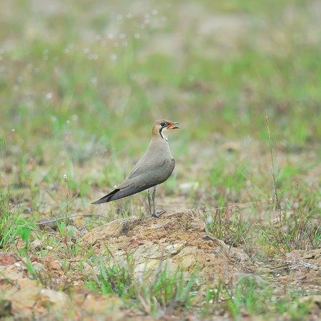 Beautiful bird on ground (Oriental Pratincole)の写真素材
