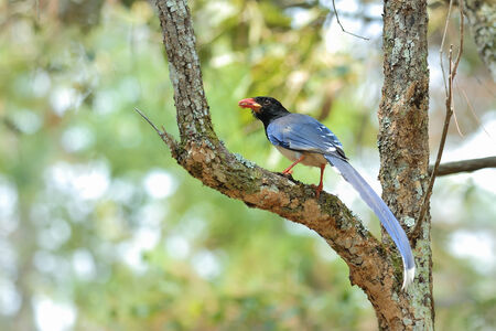 Red-billed Blue Magpie on the perchの写真素材