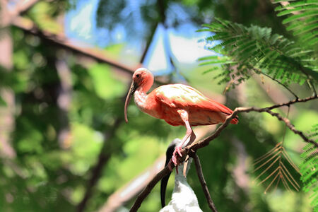Black Headed lbis, Juvenile  Bird ( Threskiornis melanocephalus ) stand on branchの写真素材