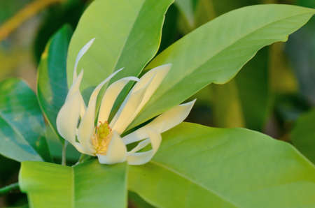White Champaka flower on the best branchの写真素材
