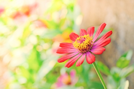 Zinnia flowersの写真素材