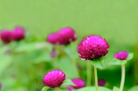 Globe Amaranth or Bachelor Button flower macro close-up shot in natureの写真素材