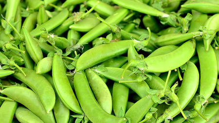 Sugar Pea