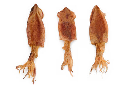 dry squid on white backgroundの写真素材