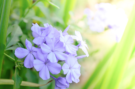 Beautiful spring and violet flower backgroundの写真素材