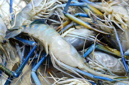 Fresh shrimp