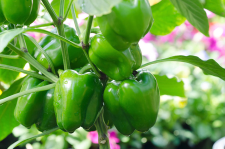 Sweet pepper plant ,paprikaの写真素材