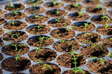Many young plant in germination tray