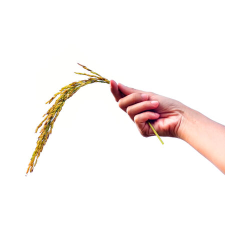 Paddy rice on handの写真素材