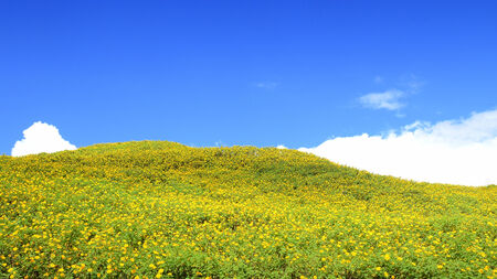 Sunflower field for backgroundの写真素材