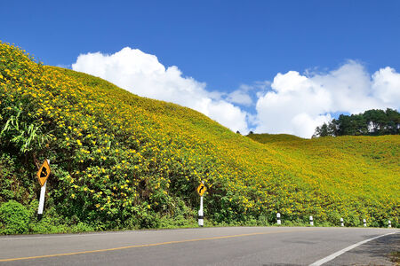 Sunflower fieldの写真素材
