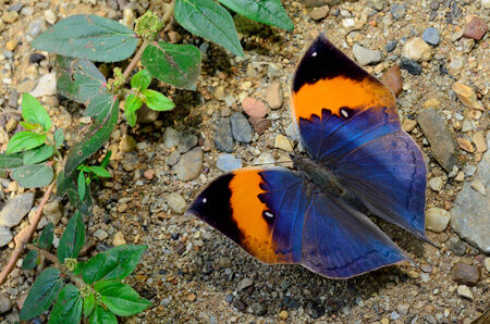 Butterfly Thailand \\\"Indian Oakleaf\\\"の写真素材