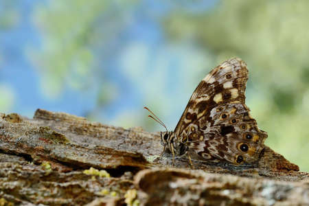Butterfly Thailand \\\Black-spotted Labyrinth