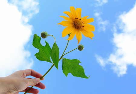 Sunflower isolated on handの写真素材