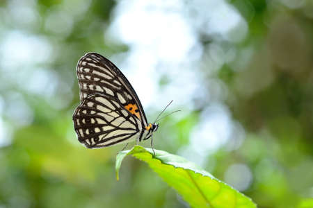 Beautiful Butterflyの写真素材