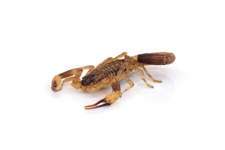 Scorpion (Isometrus maculatus) isolate on white backgroundの写真素材