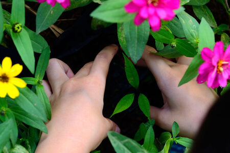 The young man plants a tree.の写真素材