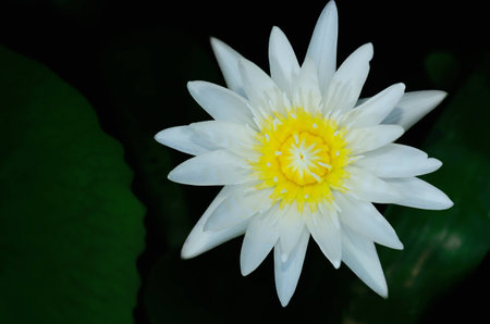 White lotus