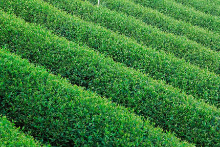 Green tea farmの写真素材