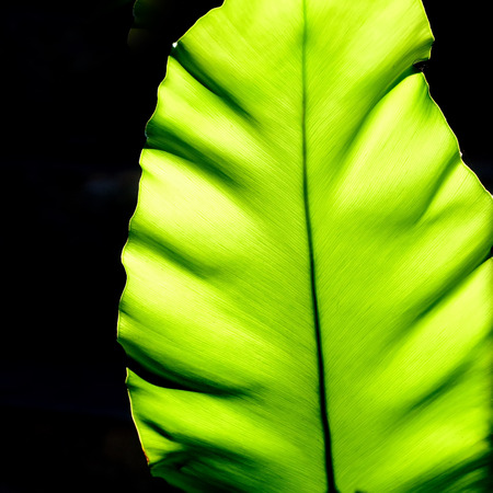 Green leaf texture as backgroundの写真素材