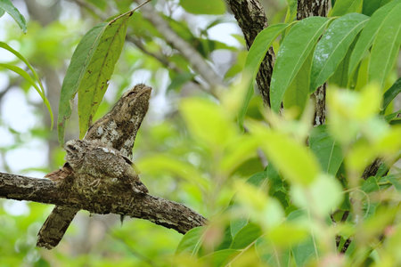 Hodgson\'s Frogmouth Bird is unseen of thailand incubate juvenile in the nest on the tree.の写真素材