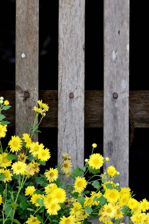 african daisy (gerbera)の写真素材