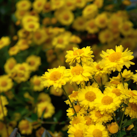 Sunflowerの写真素材