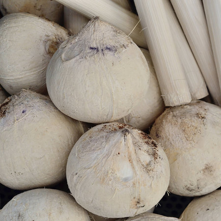 Coconut