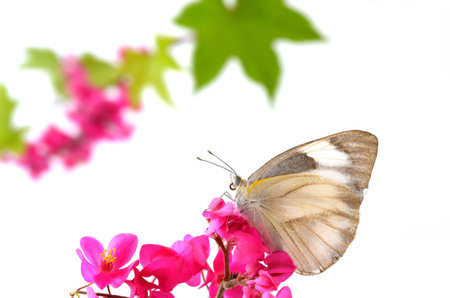 Butterfly and pink flower isolate on whiteの写真素材
