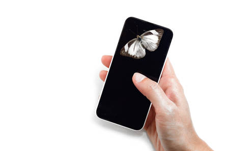 Butterfly on cell phone in human handsの写真素材