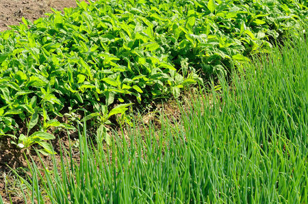 Onion and Lettuce in vegetable garden
