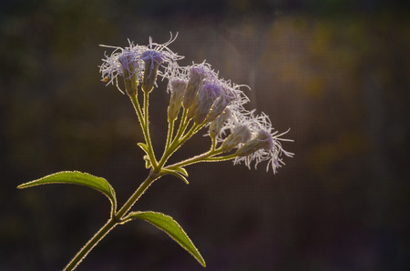 Beautiful flower in best lightingの写真素材