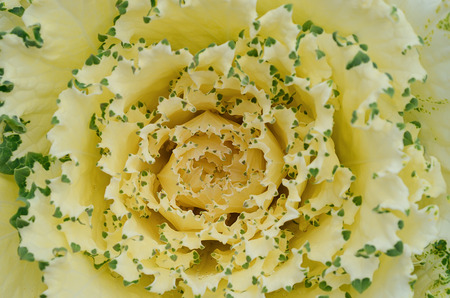 Beautiful cabbage decorate in gardenの写真素材