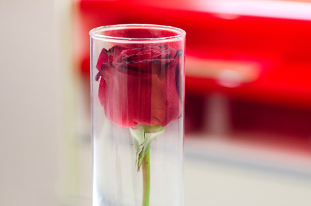 Red rose in vase for valentineの写真素材