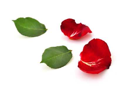 Petals of roses on a white backgroundの写真素材