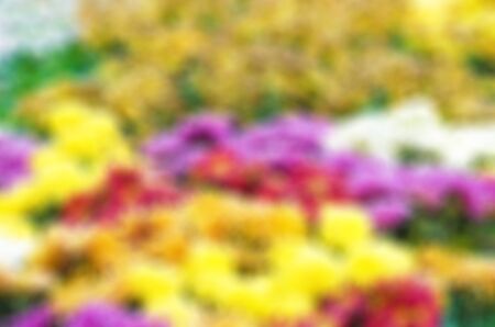 Gerbera garden for blur background