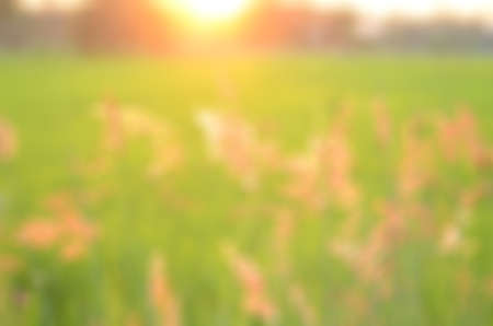 Beautiful rice field blur background with sunsetの写真素材